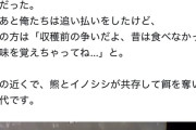 クマサン、イノシシと仲良く畑の作物を食べまくる🐻