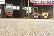 【秋田】ネコにえさを与えていた男性がクマに襲われけが…牛舎近くでもみ合いになる
