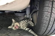 【儚い当たり屋！】駐車場の猫、轢かれる寸前でワロタ