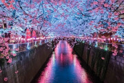 【画像】夜桜見て帰宅