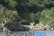 「すごい不平等、何とか救済して」江戸時代から続く川を氾濫させ下流の住宅等守る「霞堤」再起決断できない上流の苦悩 #愛知