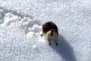 【動物】スキーヤーにブチギレてるレミングさんが可愛い(*´д｀*)