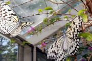 【京都】「南国の貴婦人」オオゴマダラ、優雅に舞う　日本最大級のチョウ、次々に羽化　京都市青少年科学センターの「チョウの家」