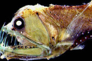 【画像】　深海魚、怖い