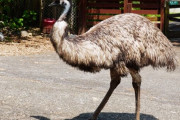茨城県の民家で飼育されていた大型鳥類「エミュー」脱走