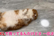 【動画】HIKAKINさんの猫、何かがおかしいｗｗｗｗｗｗｗ