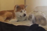 うさぎさんが犬さんに心を許した結果･･･　海外の反応