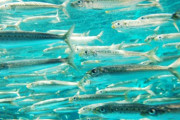 【温暖化】東京湾の水温が上昇し「イワシ」が性転換してしまう…80%がオスになってしまった模様
