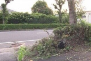 車が街路樹に衝突生後7か月の赤ちゃん死亡助手席のチャイルドシートは使用せず四日市 #三重 |  街路樹の落ち葉やら虫やらの面倒を近隣住民やら企業に押し付けるのはおかしいだろ
