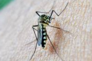 【悲報】蚊さん、新技術によって飛べなくされ数秒でノックダウン状態になる模様