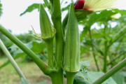 【画像あり】オクラの生え方、お前らの想像の180度くらい逆