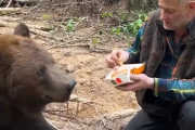 【動画】ヒグマさん マクドのハンバーガーを無理やり食べさせられるｗｗｗｗｗｗ