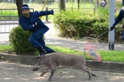 いのしし×警察＝青春の一コマという風潮