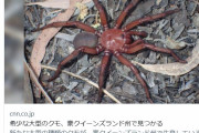 【カニ？】オーストラリアで希少な大型クモが発見される！こんなん叫ぶわ…