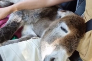 母親に拒絶されたロバの赤ちゃん、愛する人間の家族と永遠の家を見つける