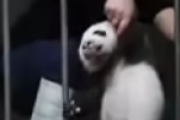 赤ちゃんパンダを手に入れる方法。海外の反応