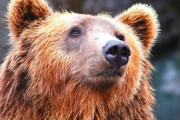 【衝撃】知床でクマに誘拐された男性、遺体で発見…