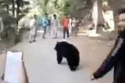 みんな近すぎる。山道で男性がクマに襲われてしまう事故の映像。