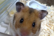 【画像多め】ワイのハムスター見て見てwwww