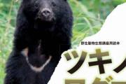 「クマ好きは秋田に住んで」殺すなと訴える人は野生の熊と同じで話通じない