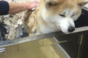【朗報】イッヌ、シャンプーしてもらってご満悦