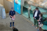 【画像】ゴマフアザラシさん、トドの餌やりを立ち見する
