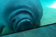水族館のガラスにぶつかるマナティに効果音を付けてみた。 海外の反応