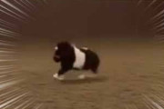 小さくてもボクは馬。待ってぇ～！ → 逃げるミニチュアホースはこちらです…