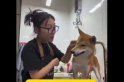 【悲報】 柴犬さん、「日本原産」だからという理由で中国人トリマーに暴力を振るわれる