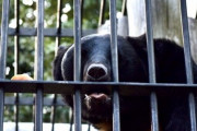 【秋田】鹿角市で警官含む3人がクマに襲われ負傷…県議「クマ襲撃前に発砲できなかったか」 県警部長「拳銃では倒せない」