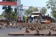 【新型コロナ】観光客が減ったタイでサルが暴走、1本のバナナで狂乱