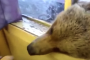 【おそロシア】熊との社会的距離が近すぎる…窓から顔を出す熊にお菓子をあげるスタイル【動画】