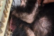 エジプト・カイロ空港で荷物から赤ちゃんチンパンジー　密輸目的疑いで捜査  [5/4]