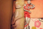 【ねこ画像】ウルトラマンとこねこ