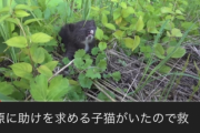 【速報】捨て猫を拾いまくってるYouTuberタイピー日記さん、ついにアカウント停止！　停止理由がヤラセ・暴力関連の模様ｗｗｗ