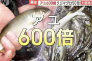 【朗報】アユ600倍、マグロ50倍の大豊漁！！関係者「豊漁すぎて困るレベル」