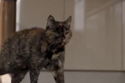 【世界記録！】世界最高齢・27歳のおばあちゃん猫はこちらで見れます！