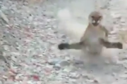 【動画】ピューマに襲われた男性が撮影した動画がクソ怖くてワロタｗｗｗｗｗｗｗｗｗｗｗｗｗ