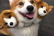 ケルベロスとかデカめの犬やろって思ってたけど舐めてたわ…