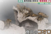 【昆虫食】コオロギ粉末給食に苦情殺到で試食継続が困難にw