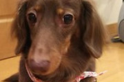 うちの犬もう11歳なんだがお別れの時が近いと思うと泣けてくる