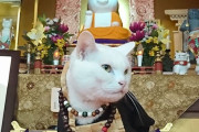 外国人「日本にはネコの住職がいる猫猫寺があるらしいぞ！」