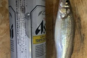 ワイが釣った魚評価してくれ（※画像あり）
