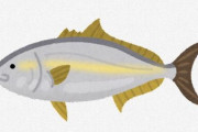 【悲報】ハマチという魚、関東地方には存在しなかった?