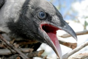 【生物】カラスは「危険人物」の顔を覚えて、仲間に拡散できるという研究