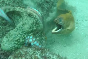 【一瞬の攻防】タコ vs ウツボ の死闘　豪州シドニーの海で激写される（動画あり）
