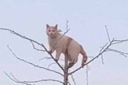 ネコが木のてっぺんにいた。降りられないのかな？ ナメんなよ！ → やっぱり猫は素敵です…