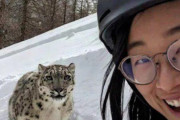 【動画】中国人女性、雪豹と遭遇し自撮りしようとして大怪我