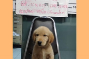 【ほのぼの】タイ警察が犬を逮捕？