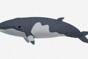 産卵期のクジラの卵ってバスケットボール大なんだってさ